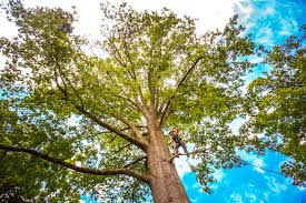 Best Tree Removal  in Lanster, CA