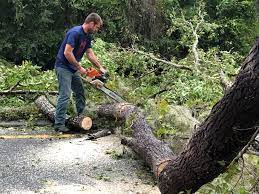 Best Arborist Consultation Services  in Lanster, CA