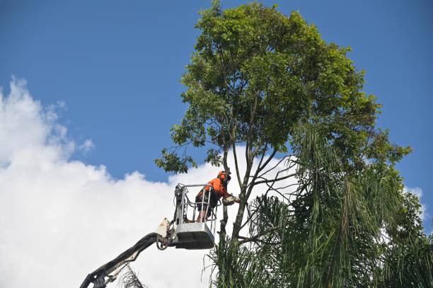 Best Storm Damage Tree Cleanup  in Lanster, CA