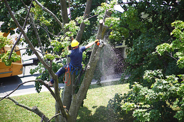 Trusted Lancaster, CA Tree Removal Services Experts