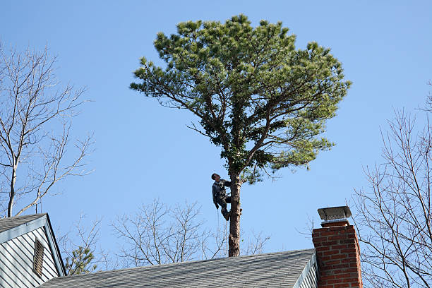 Best Hedge Trimming  in Lanster, CA